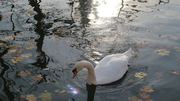Прекрасный Белый Лебедь Плавает Озере Осеннего Парка Среди Желтых Листьев — стоковое фото