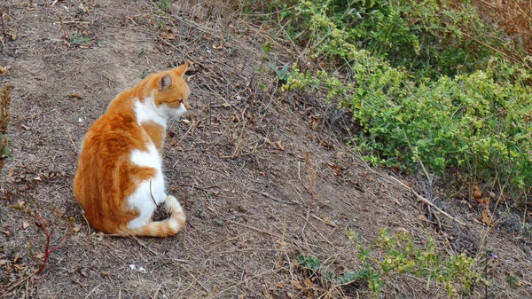 Mooie Roodharige Kat Wandelt Vanzelf Natuur Het Kustgebied — Stockfoto