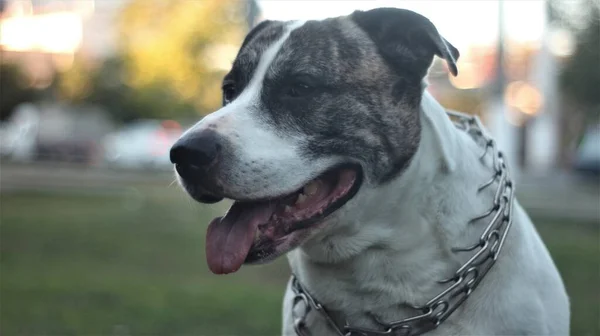 Beau Chien Blanc Avec Masque Tigre Dans Collier Métal Assis — Photo