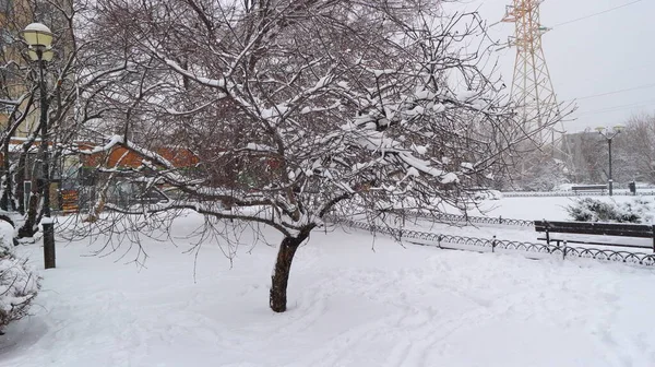 Ett Ensamt Litet Snötäckt Träd Som Står Inhägnad Snötäckt Blomsterbädd — Stockfoto