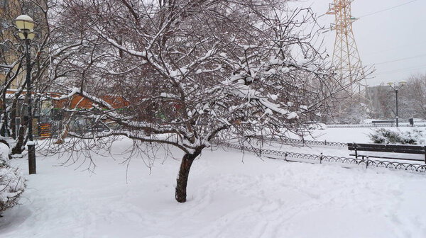 A lonely little snow-covered tree standing on a fenced snow-covered flower bed