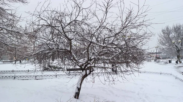 Uma Pequena Árvore Coberta Neve Solitária Que Está Canteiro Flores — Fotografia de Stock