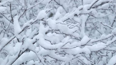 Karlı ağaç dallarının güzel arkaplanı