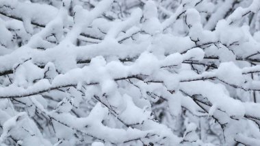 Karlı ağaç dallarının güzel arkaplanı