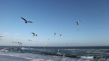 Birçok martı sezon dışında Odessa 'nın deniz kıyısında uçar.