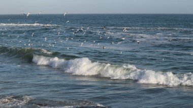 Birçok martı sezon dışında Odessa 'nın deniz kıyısında uçar.