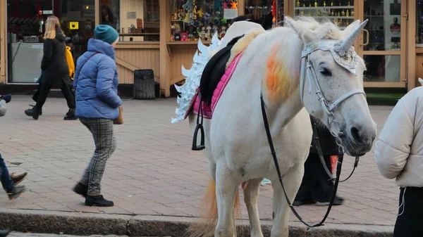 Parlak duvağı olan güzel beyaz bir at ve kafasında dekoratif bir boynuz olan şehrin yaya sokaklarından birinde turistleri cezbediyor..