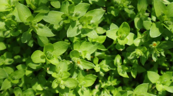 Zelené Pozadí Jarních Rostlin Teplého Slunečného Dne — Stock fotografie