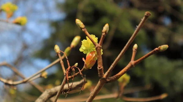 Der Frühling Ist April Blühen Die Knospen Auf Den Ästen — Stockfoto