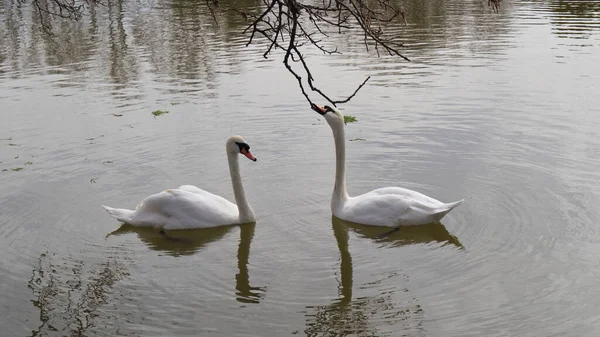 Dois Belos Cisnes Brancos Superfície Uma Lagoa Parque Primavera Estão — Fotografia de Stock