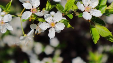 Koyu bulanık bir arkaplanda erik çiçeklerinin yakın çekimi.