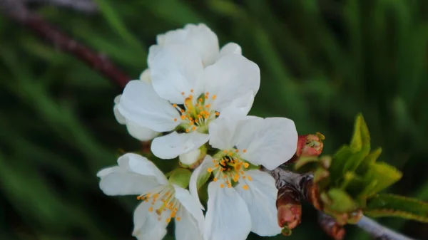 Gros Plan Fleurs Cerisier Sur Fond Sombre Flou — Photo