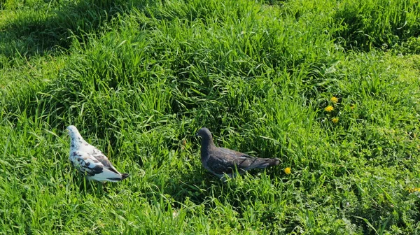 Benekli güzel bir güvercin yeşil yemyeşil çimlerin üzerinde parkta yürüyor..