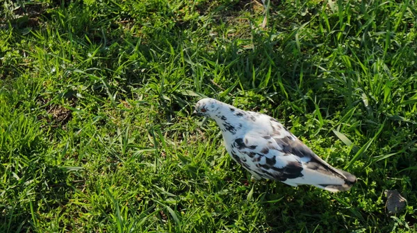 Beau Pigeon Moucheté Promène Dans Parc Sur Herbe Verte Luxuriante — Photo