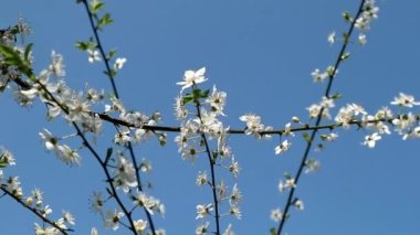 Çiçek açan meyve dalları rüzgarda sallanıyor mavi gökyüzünün arka planında.
