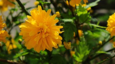 Bulanık sarı-yeşil zıt arkaplanda güzel, parlak sarı bir çiçek.