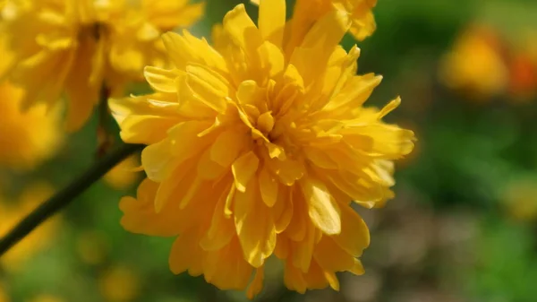 Beautiful Bright Yellow Flower Blurred Contrasting Yellow Green Background — Stock Photo, Image