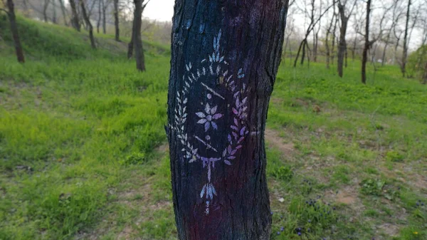 Dessins Intéressants Sur Troncs Arbres Dans Zone Côtière Ville Odessa — Photo