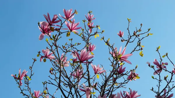 Kwitnące Kwiaty Gałęziach Magnolii Przeciwko Błękitnemu Niebu — Zdjęcie stockowe