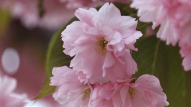 Bulanık bir arka planda, güzel çiçek açan sakura çiçekleri Mayıs ayı başlarında.