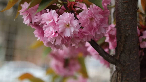 Bulanık bir arkaplanda çiçek açan güzel sakura çiçekleri.