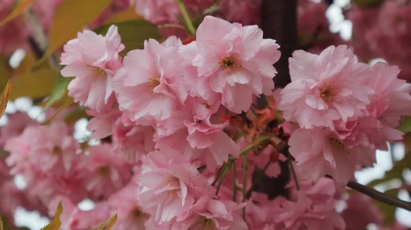 在朦胧的背景上绽放着美丽的樱花 — 图库照片