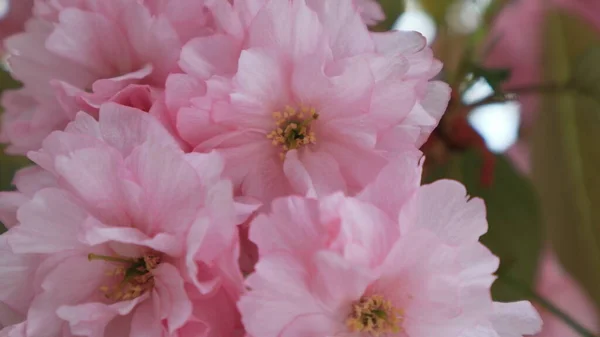 Schöne Blühende Sakura Blumen Auf Verschwommenem Hintergrund — Stockfoto