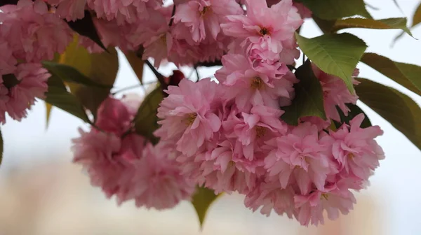 Piękne Kwitnące Kwiaty Sakura Rozmytym Tle — Zdjęcie stockowe