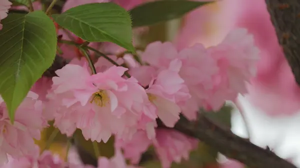 Beautiful Blooming Sakura Flowers Blurred Background — Stock Photo, Image