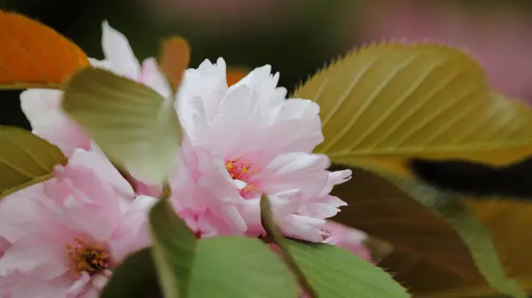 Piękne Kwitnące Kwiaty Sakura Rozmytym Tle Początku Maja — Zdjęcie stockowe