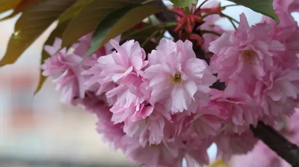Piękne Kwitnące Kwiaty Sakura Rozmytym Tle — Zdjęcie stockowe