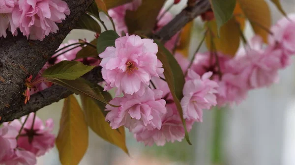 Piękne Kwitnące Kwiaty Sakura Rozmytym Tle — Zdjęcie stockowe