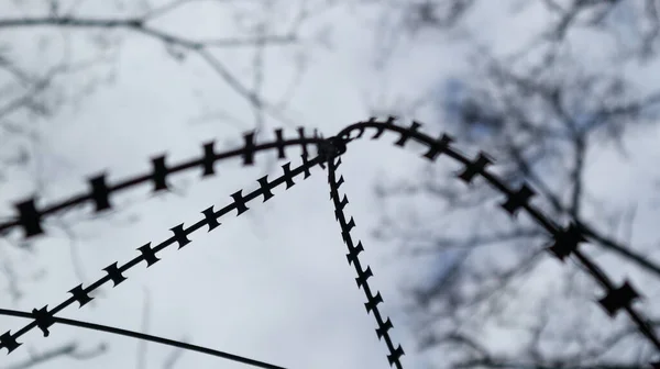 Taggtråd Bakgrunden Molnig Himmel Och Träd Grenar — Stockfoto