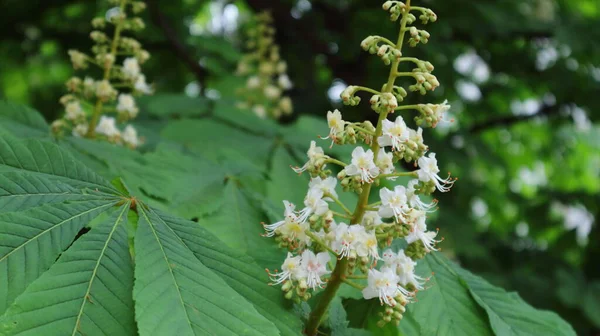 Mazzi Fiori Sui Rami Ippocastano — Foto Stock