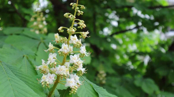 Mazzi Fiori Sui Rami Ippocastano — Foto Stock