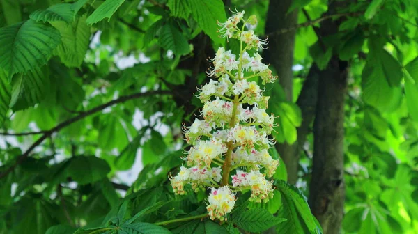 Mazzi Fiori Sui Rami Ippocastano — Foto Stock