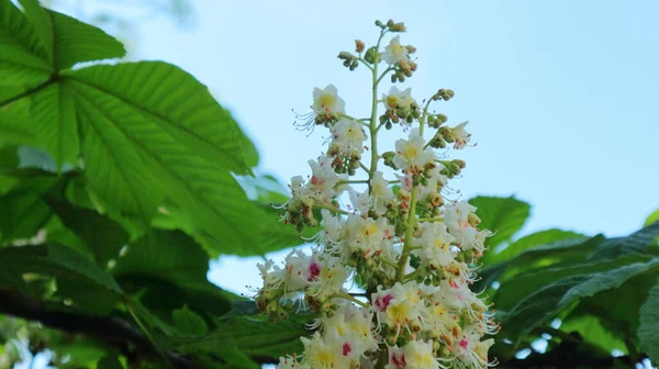 Kwitnące Pędy Gałęziach Kasztanowca — Zdjęcie stockowe