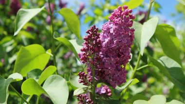 Bitkiler, bahar, çiçek, leylak, yeşil, çiçek, güneş, gün, park, doğa, leylak, çalı, koku, aroma, çiçek,