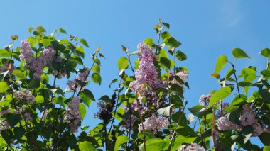 Mayısta yeşil yaprakların arasında açan leylak çalılar mavi gökyüzünün arka planına karşı.