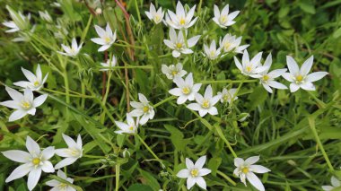 Baharın sonlarında yeşil bir çayırdaki küçük kır çiçeklerinin arka planı.