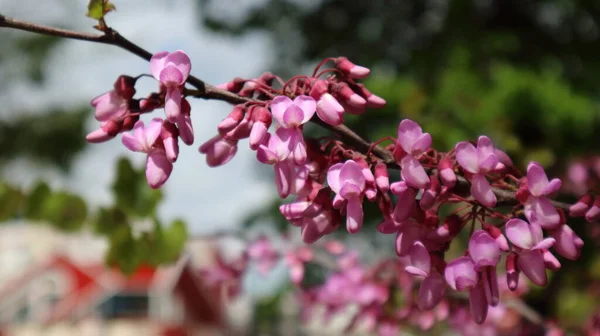 Primer Plano Una Rama Floreciente Acacia Rosa Parque Finales Primavera — Foto de Stock