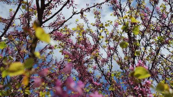 Baharın sonlarında parktaki mavi gökyüzüne karşı açan pembe akasya..