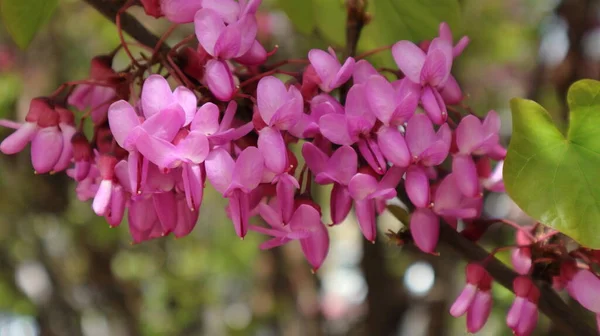 Zbliżenie Kwitnącej Gałęzi Różowej Akacji Parku Późną Wiosną — Zdjęcie stockowe