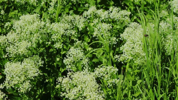 Bianco Verde Sfondo Floreale Piante Nei Prati Primaverili — Foto Stock