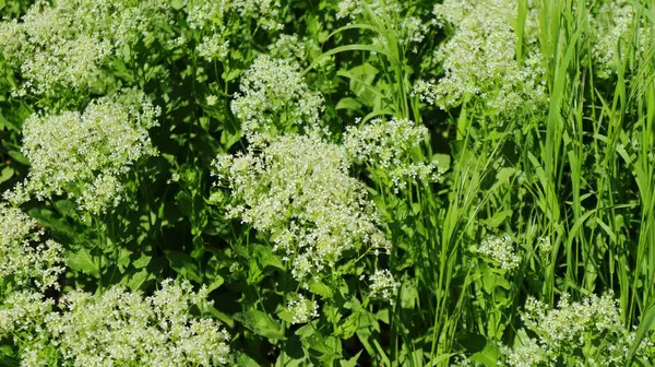 Bianco Verde Sfondo Floreale Piante Nei Prati Primaverili — Foto Stock