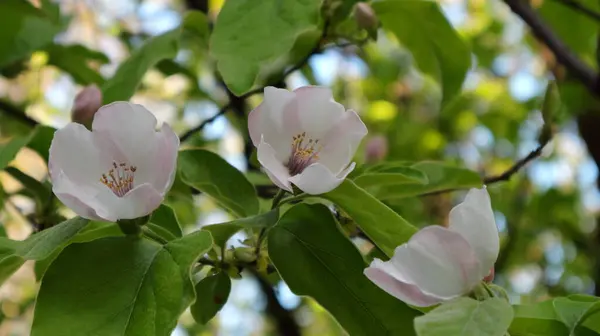Delikatne Piękne Kwiaty Kwitnącej Pigwy Środku Wiosny — Zdjęcie stockowe
