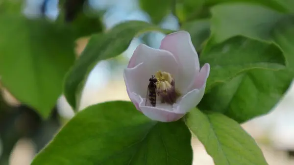 Insetto Volante Beve Nettare Delicato Bel Fiore Mela Cotogna Giardino — Foto Stock