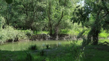 Sakin bir akıntısı ve yeşil suyu olan küçük pitoresk bir nehir yoğun yeşil bitki örtüsüyle alçak kıyılar boyunca akar..