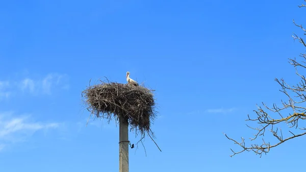 Grande Nido Paglia Con Una Cicogna Alto Palo Elettrico Cemento — Foto Stock