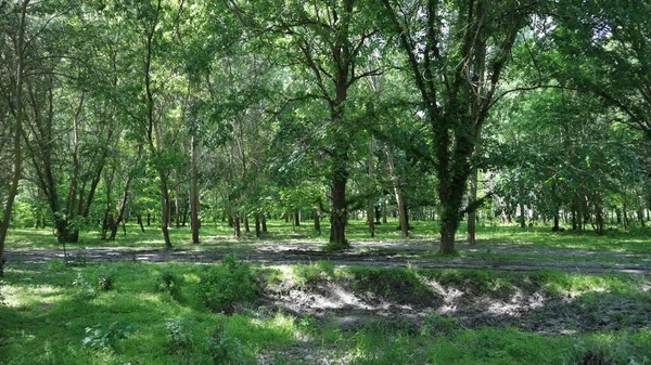 Forest Glade Small Ravine Green Grass Many Different Trees Late — Stock Photo, Image